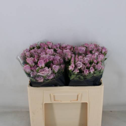 Rose verzweigt milka Nandi 5+Blüte 50cm