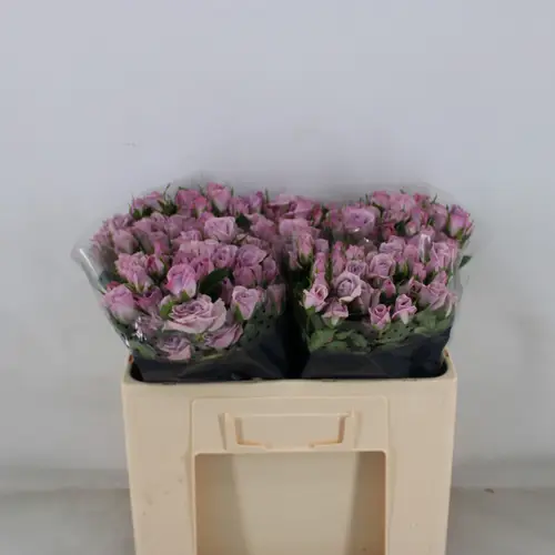 Rose verzweigt milka Nandi 5+Blüte 50cm