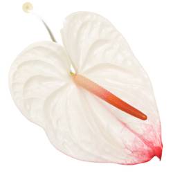 Anthurium weiss/rot Lybra Blüte 15cm