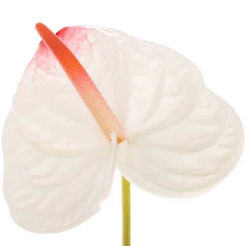 Anthurium weiss/rot Lybra Blüte 15cm