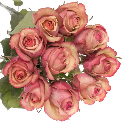 Rose lachs/rosa Vintage 60cm
