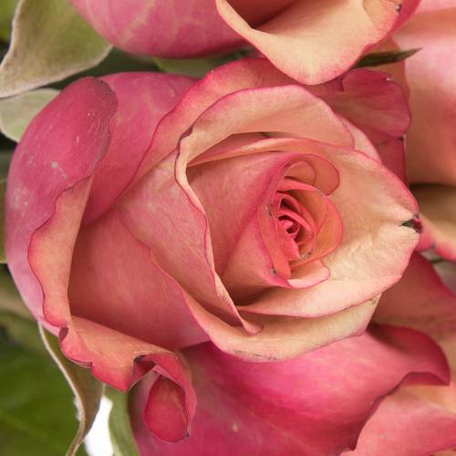 Rose lachs/rosa Vintage 60cm