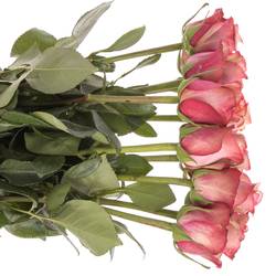 Rose lachs/rosa Vintage 60cm