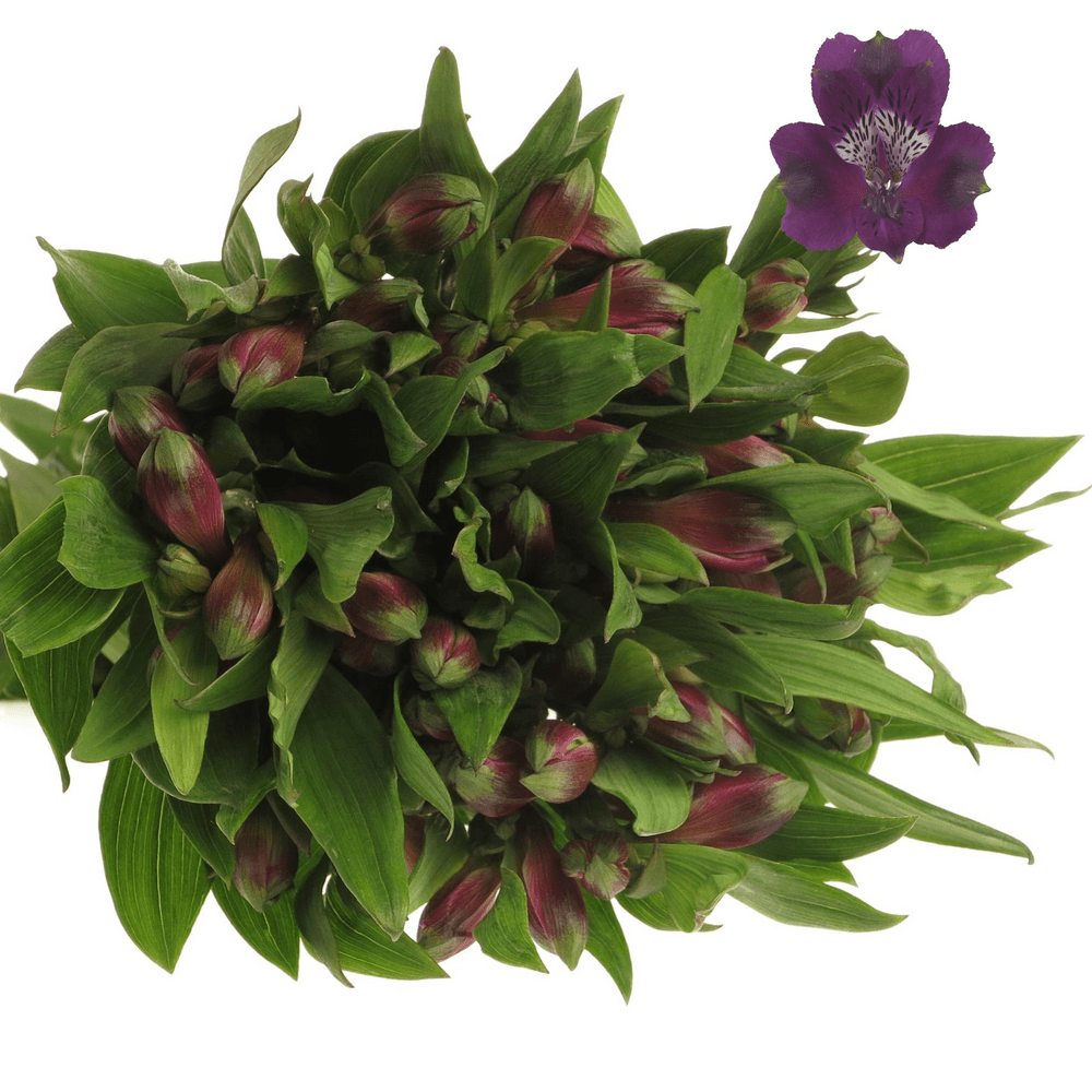 Alstroemerie lila Carline 60 Gramm 75cm