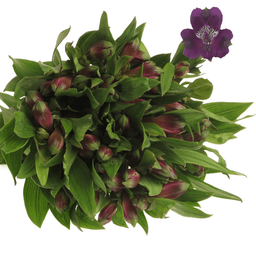 Alstroemerie lila Carline 60 Gramm 75cm