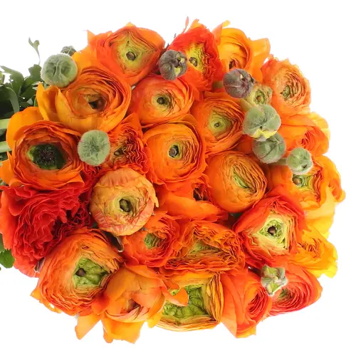 Ranunkel orange Extra Italie 40cm x 30