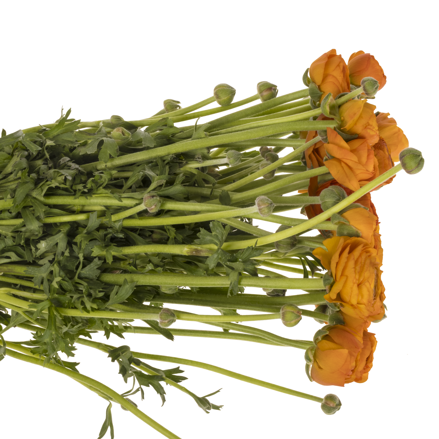 Ranunkel d.orange Elegance Italie 40cm 40 Gramm x 30