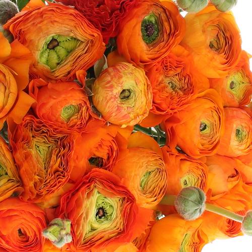 Ranunkel orange Extra Italie 40cm x 30