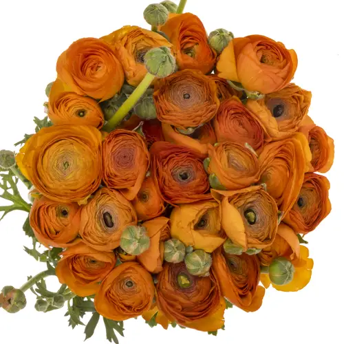 Ranunkel d.orange Elegance Italie 40cm 40 Gramm x 30