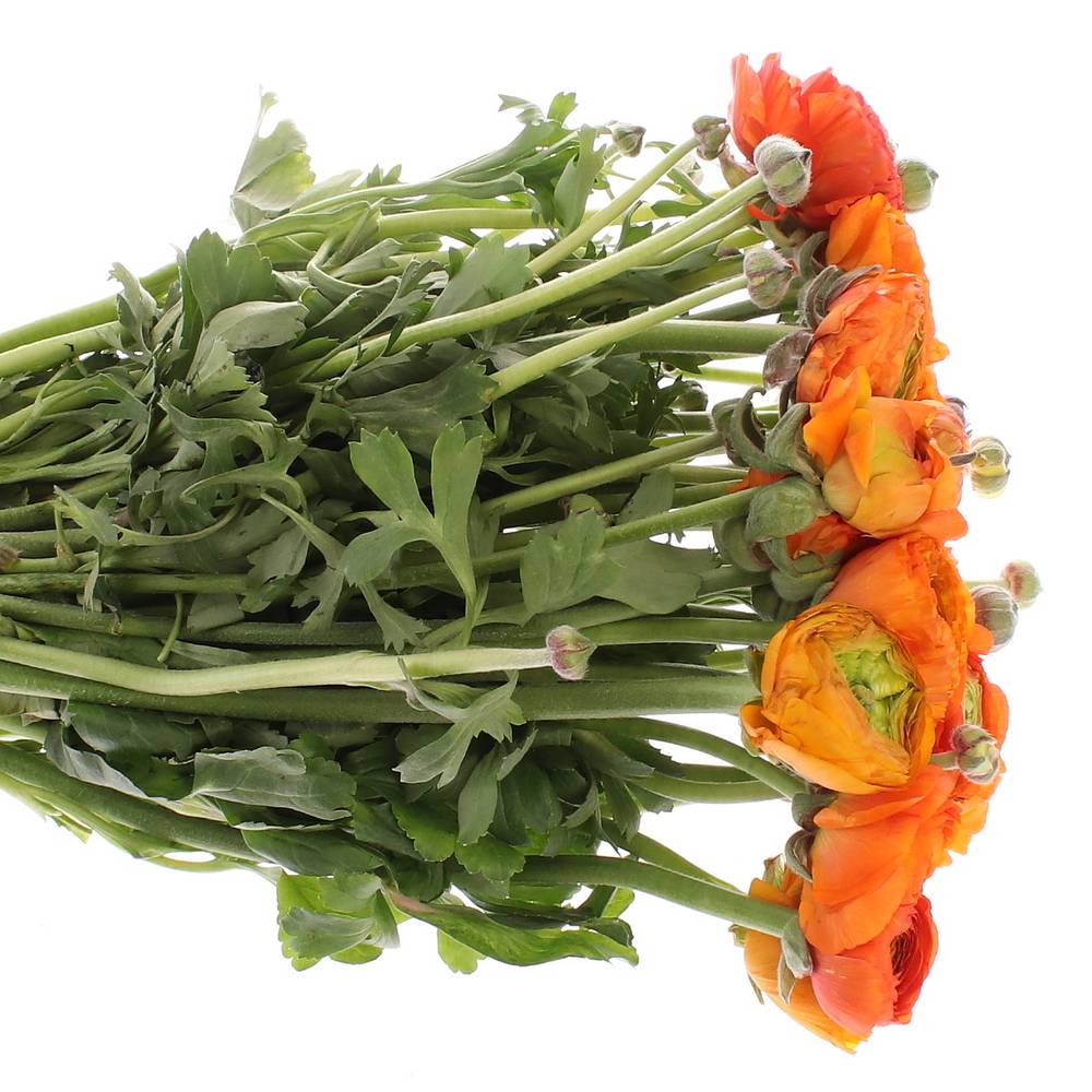 Ranunkel orange Extra Italie 40cm x 30