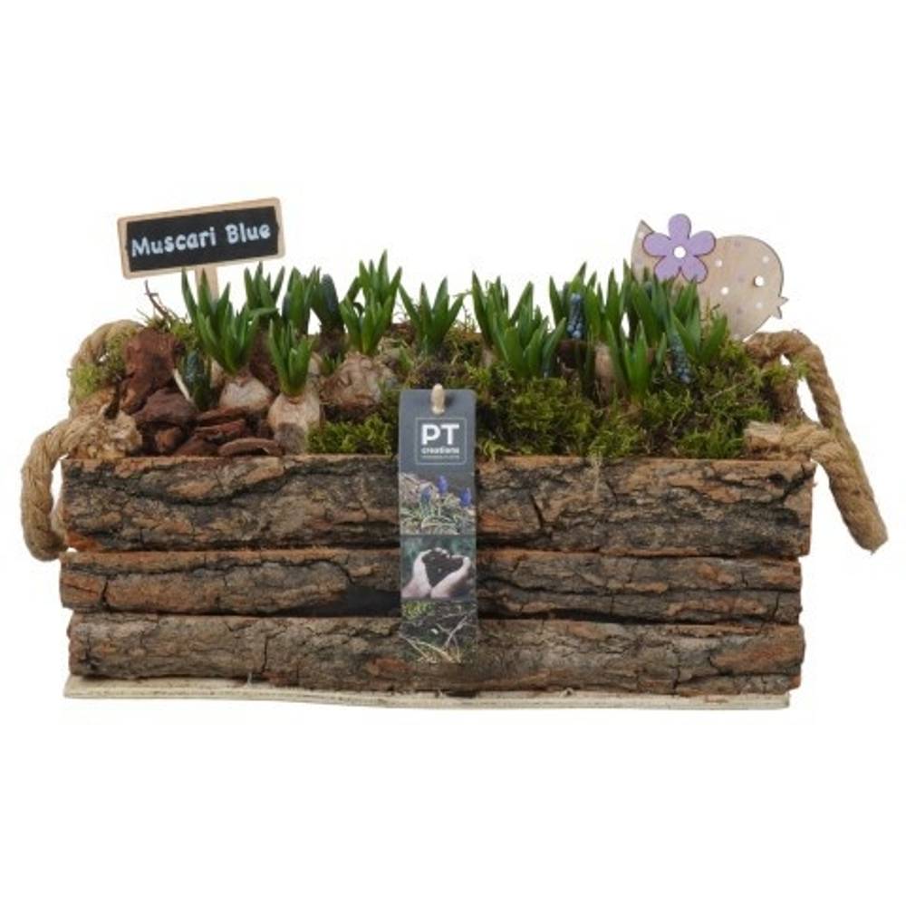 Muscari.Arr PTMB6287 T30 H019