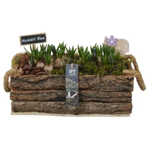 Muscari.Arr PTMB6287 T30 H019