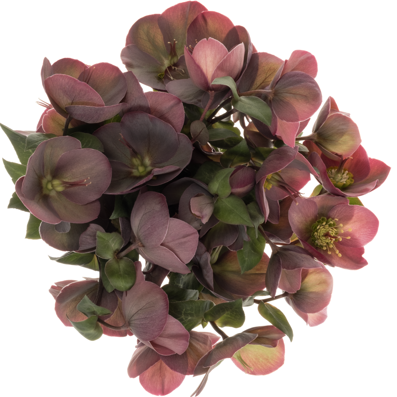 Helleborus rosa Penny Pink 50cm