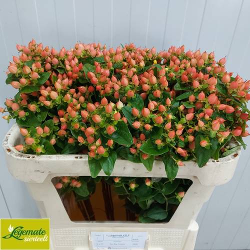 Hypericum orange verzweigt Pumpkin 70cm