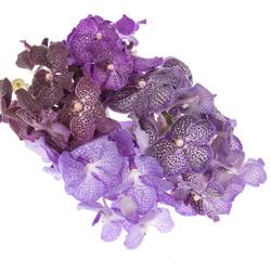 Vanda mix Purple X8 Stiele