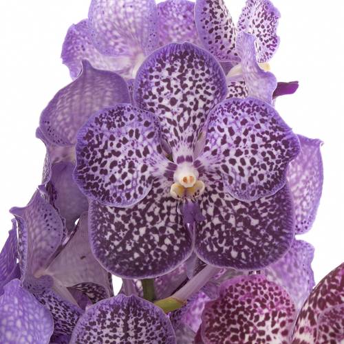 Vanda mix Purple X8 Stiele