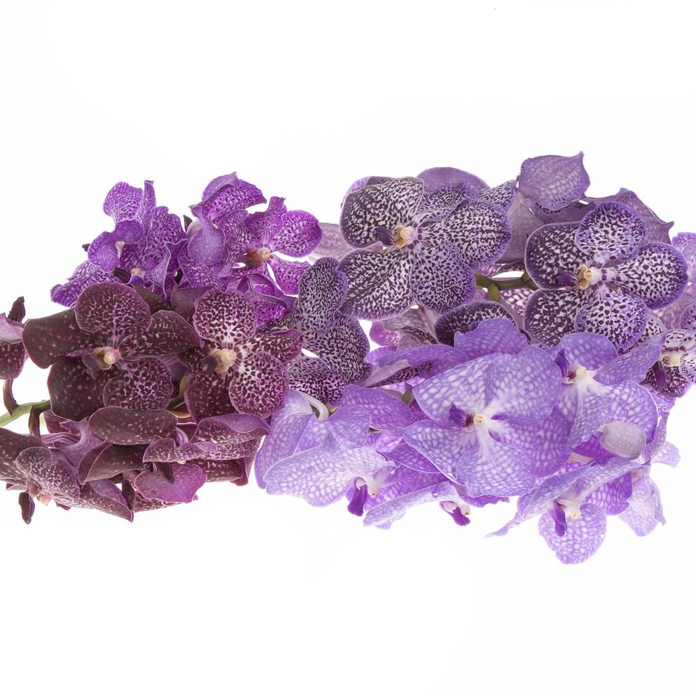 Vanda mix Purple X8 Stiele
