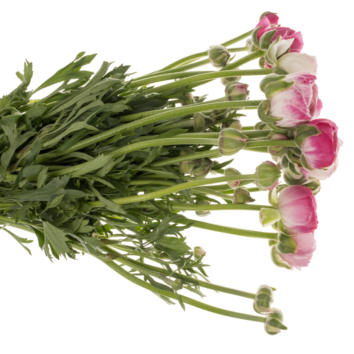 Ranunkel rosa/hell rosa-weiss Porcelaine 54 Gramm 44cm