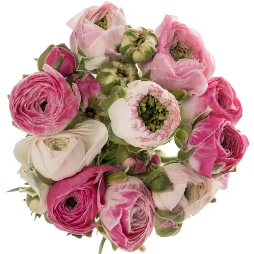 Ranunkel rosa/hell rosa-weiss Porcelaine 54 Gramm 44cm