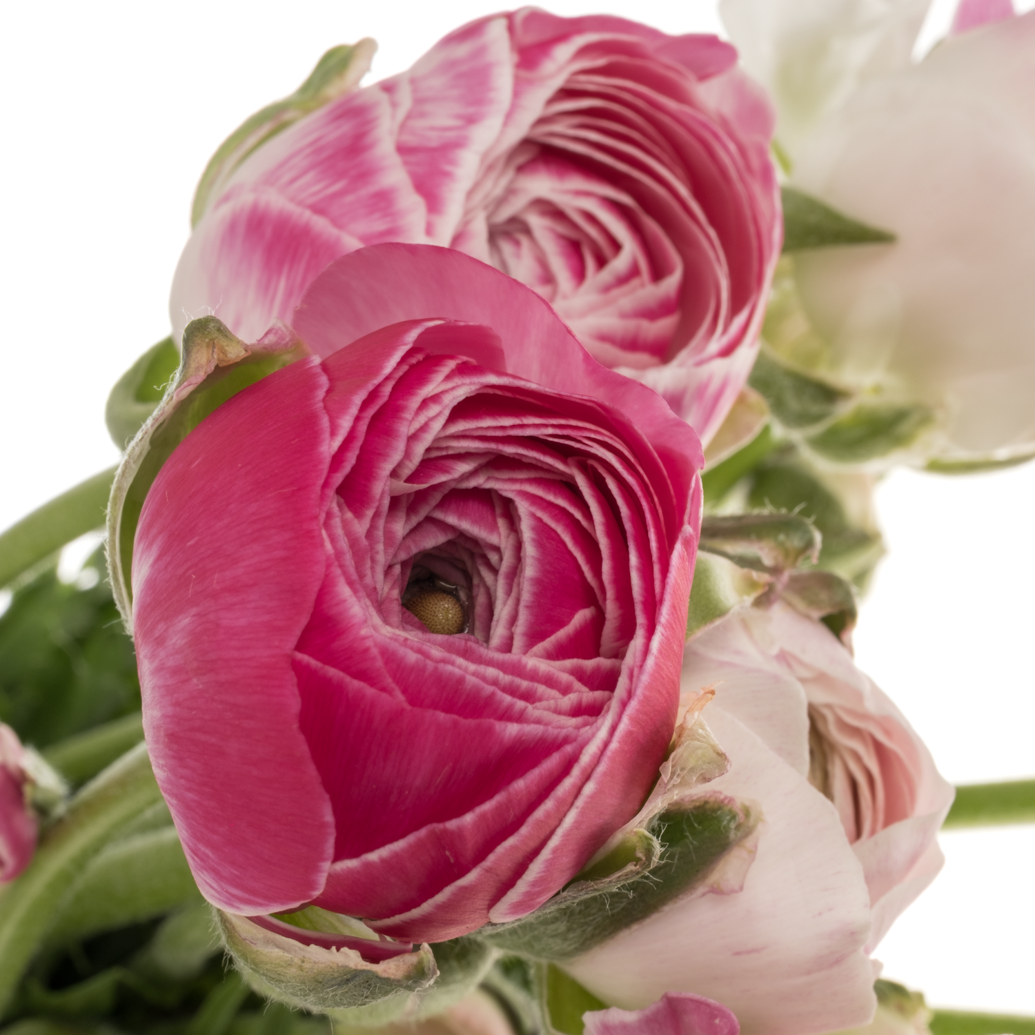 Ranunkel rosa/hell rosa-weiss Porcelaine 54 Gramm 44cm