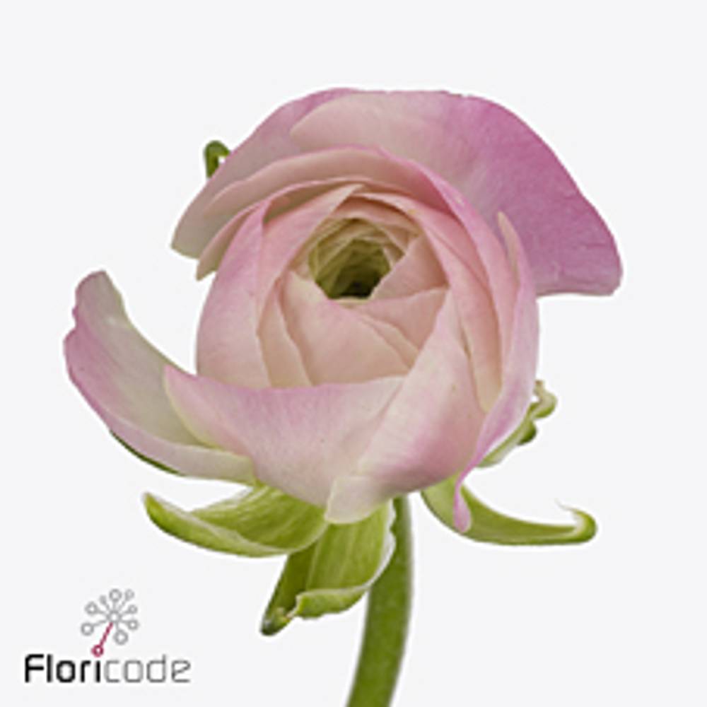 Ranunkel hell rosa-weiss  Porcelaine Ex 40cm x 50