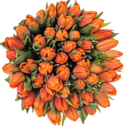 Tulpe orange Countus 31 Gramm