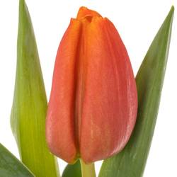 Tulpe orange Countus 31 Gramm