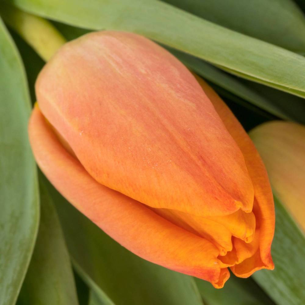 Tulpe orange Countus 31 Gramm