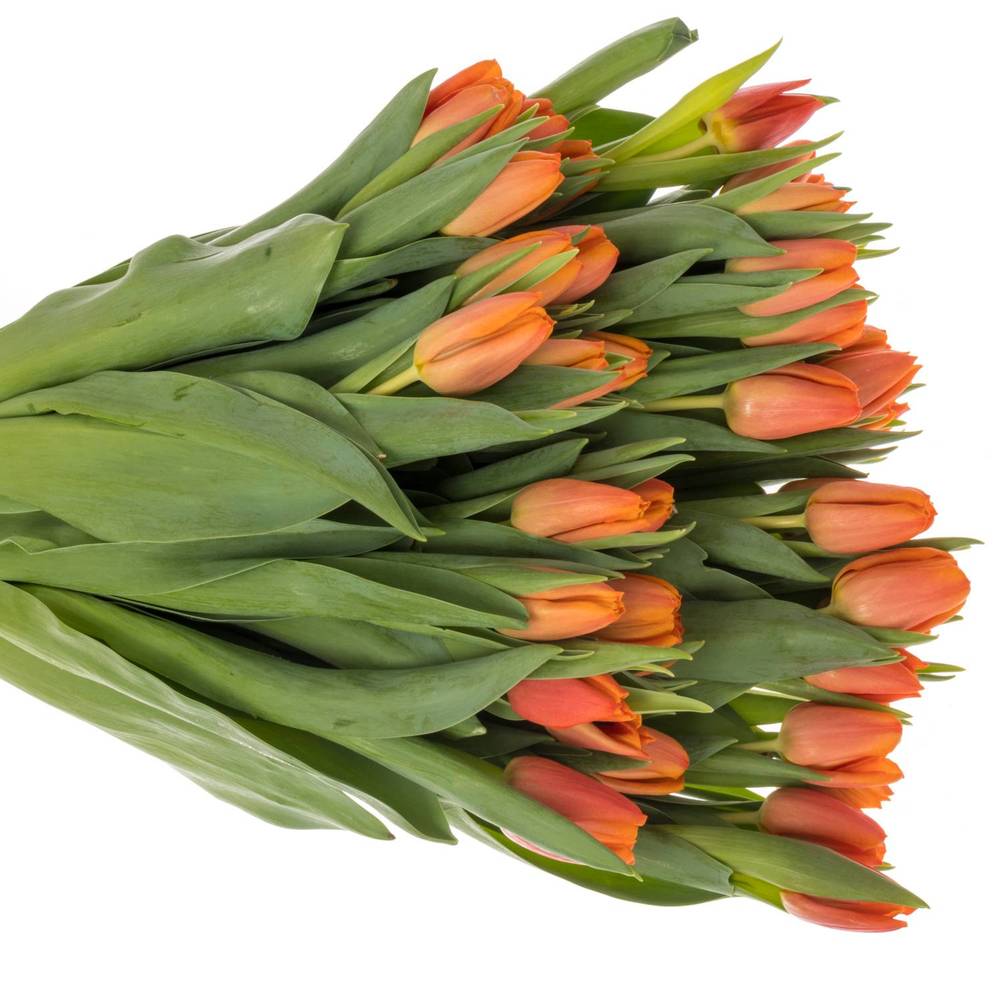 Tulpe orange Countus 31 Gramm