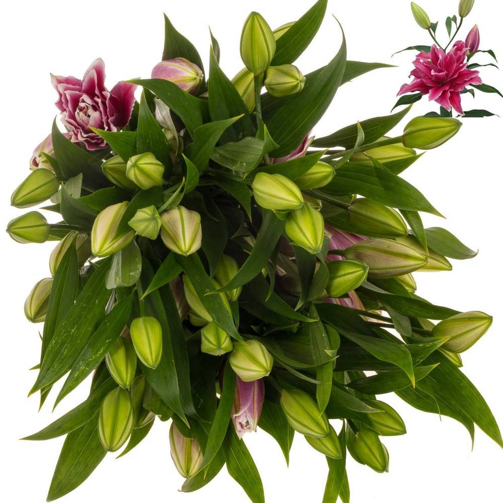 Lilie orientalisch d.rosa-ws gefül Grand Amour 4+ 90cm