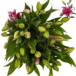 Lilie orientalisch d.rosa-ws gefül Grand Amour 4+ 90cm
