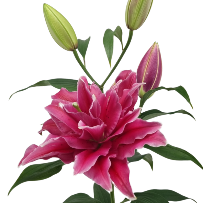 Lilie orientalisch d.rosa-ws gefül Grand Amour 4+ 90cm