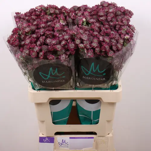 Astrantia fuchsia Star of Joy 60cm