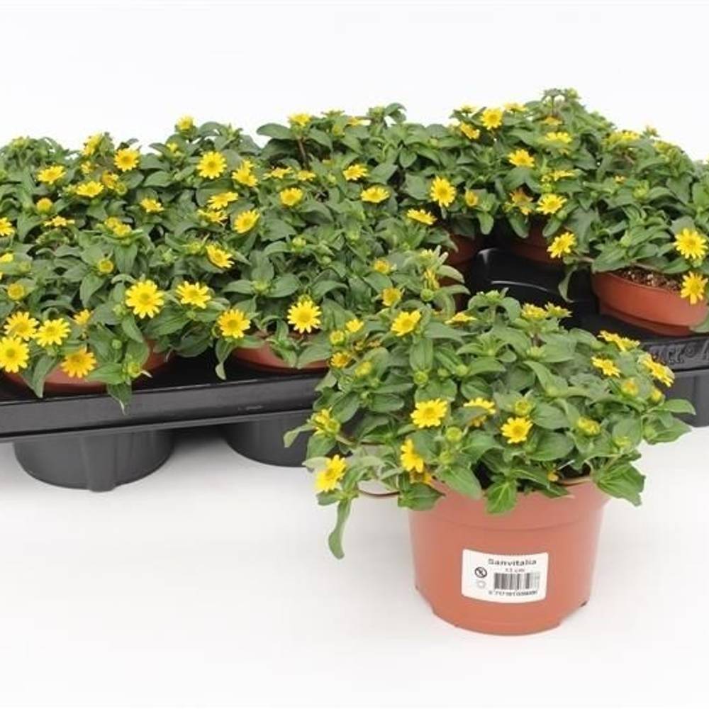 Sanvitalia gelb T13 H015