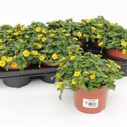 Sanvitalia gelb T13 H015