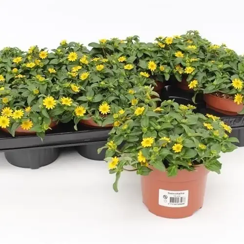 Sanvitalia gelb T13 H015