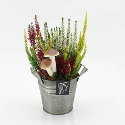 Garten.Arr-2526 Herbst T14 H030