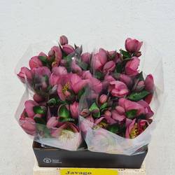 Helleborus rosa Penny s Pink 40cm x15