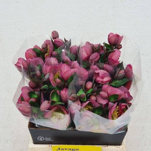 Helleborus rosa Penny s Pink 40cm x15