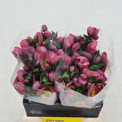 Helleborus rosa Penny s Pink 40cm x15