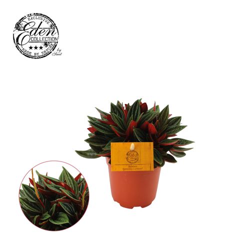 Peperomia Rosso T10,5 H15