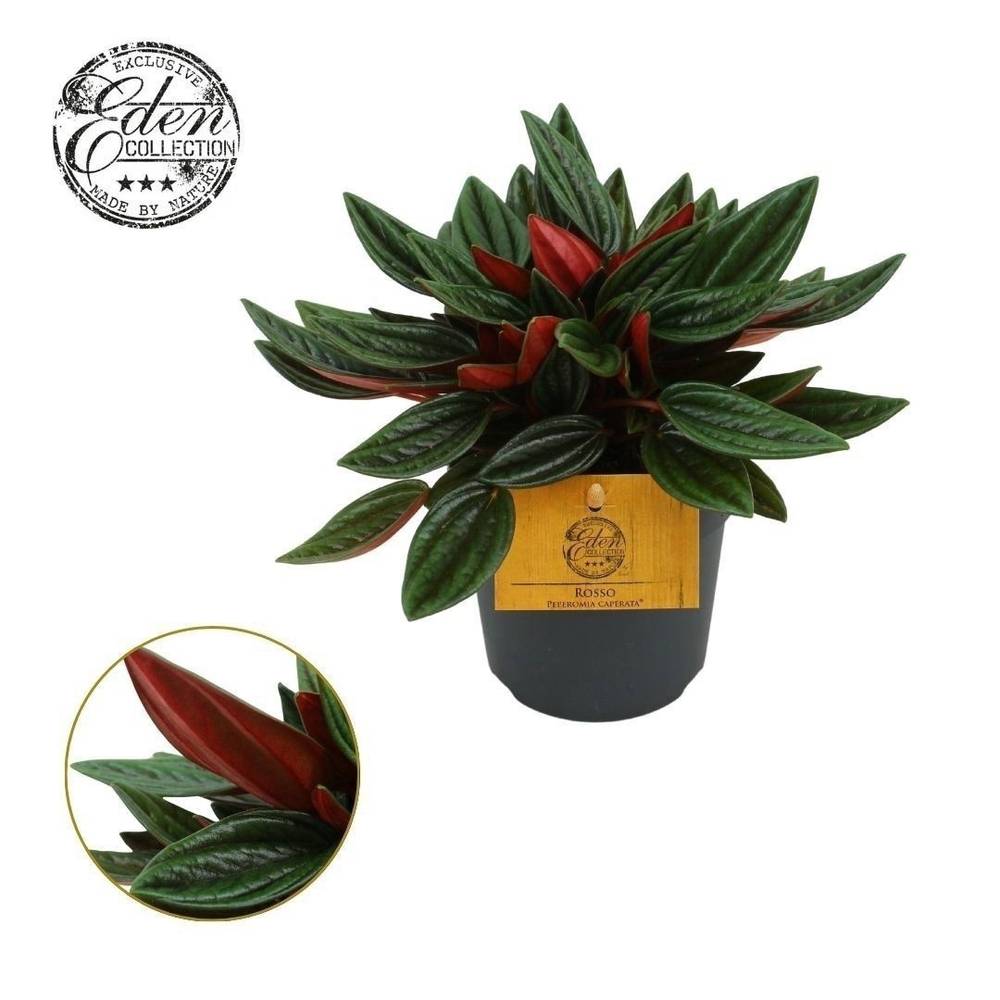 Peperomia Rosso T10,5 H15
