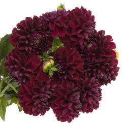 Dahlia rot Gypsy 40cm