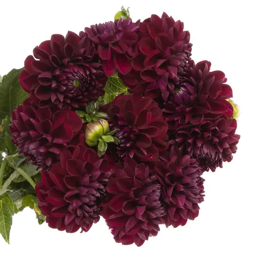 Dahlia rot Gypsy 40cm