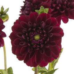 Dahlia rot Gypsy 40cm