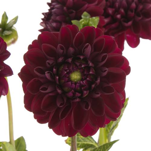 Dahlia rot Gypsy 40cm