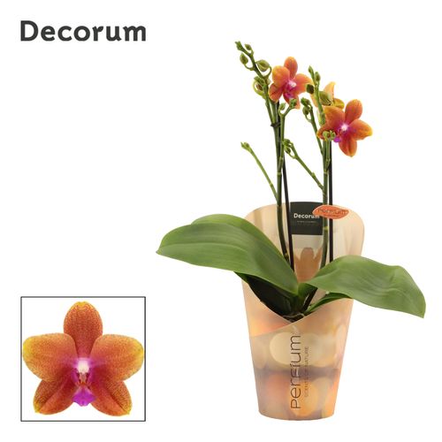 Phal.2-R orange Perfium Bolgheri T12 H40