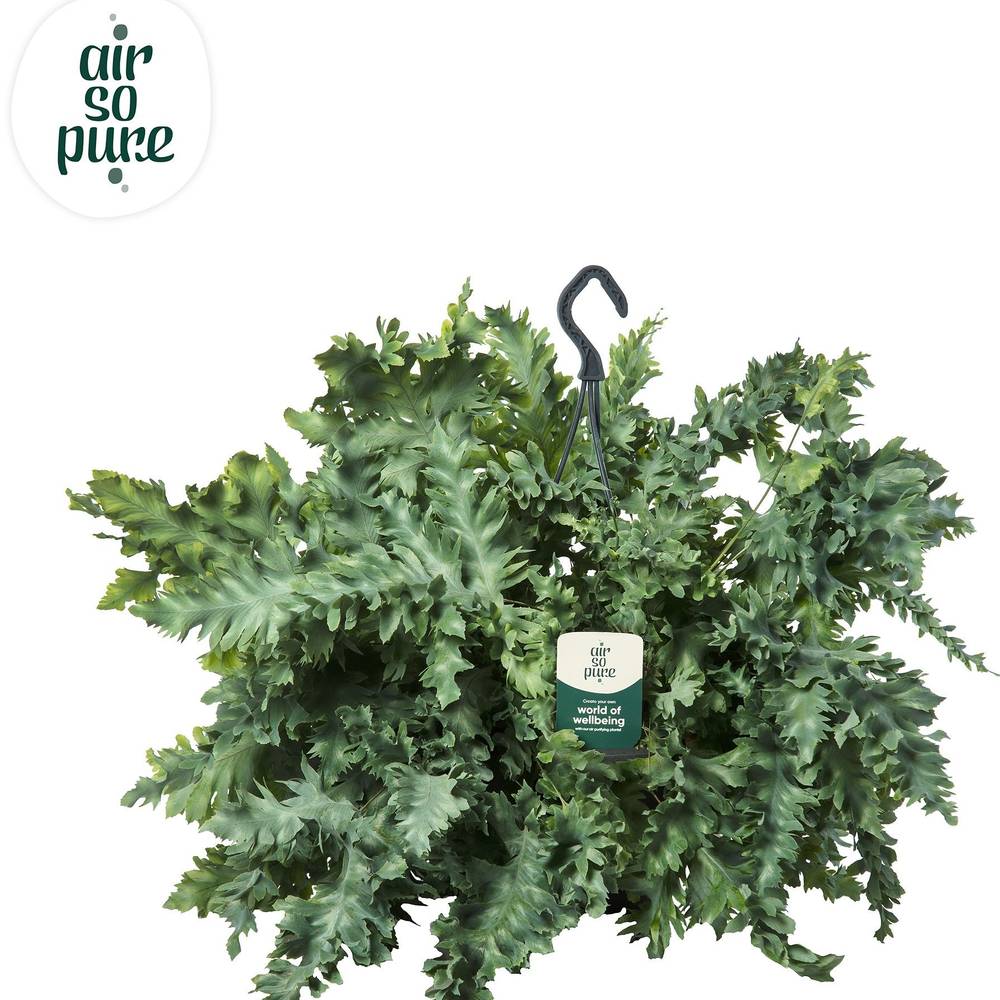 Phlebodium Davan im Ampeltopf T20 H040