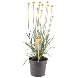 Craspedia Globosa Golf Beauty T17 H60