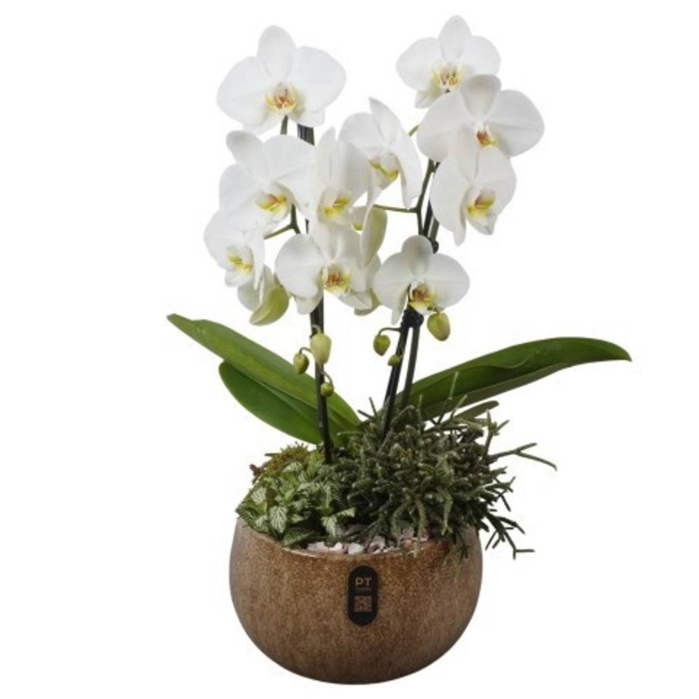 Phal.Arr PTIB5344 T23 H055